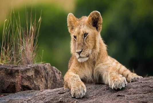 15-Day Ultimate East Africa Safari: Rwanda, Uganda, Kenya &Tanzania